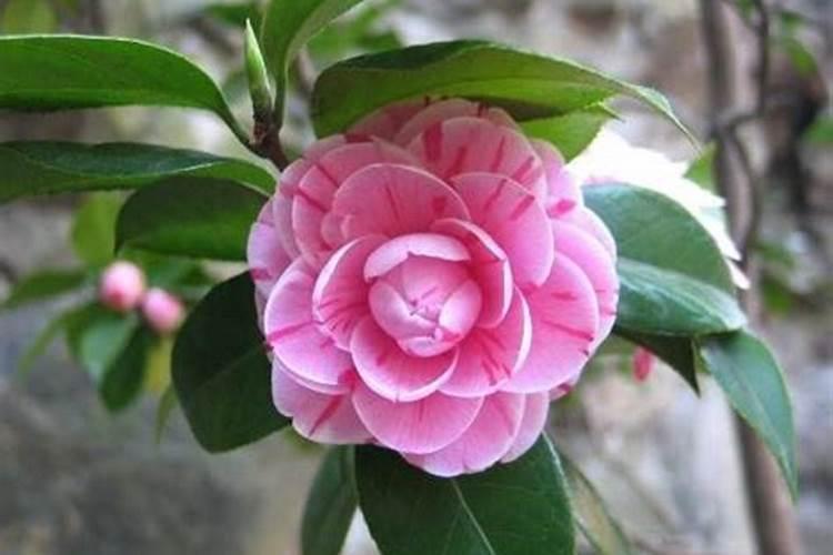 茶花叶子发黑掉了是什么原因