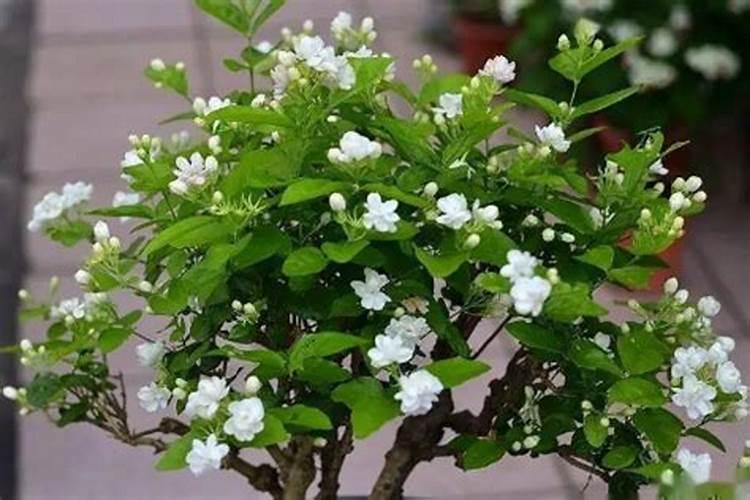 茉莉的施肥方法和注意事项