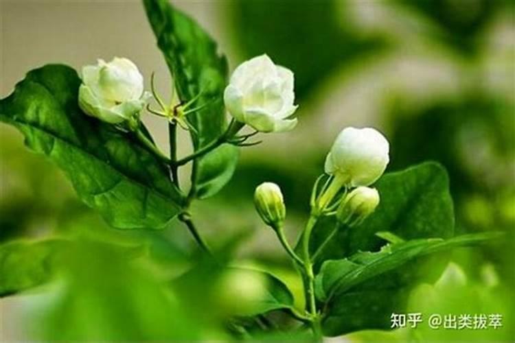 茉莉花最简单施肥方法