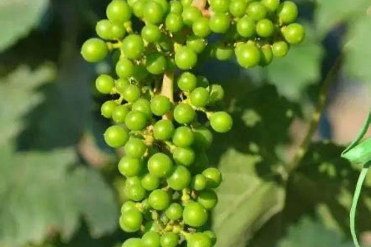 葡萄硼肥什么时候打最好？开花前？还是花期打？