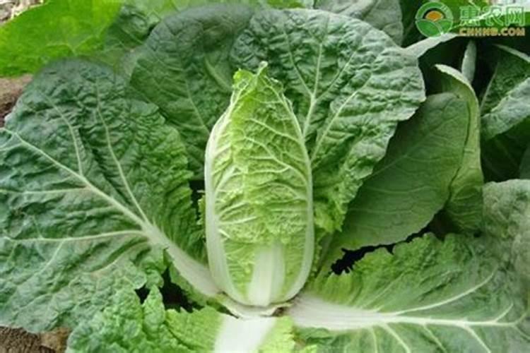 娃娃菜烂心怎么回事？