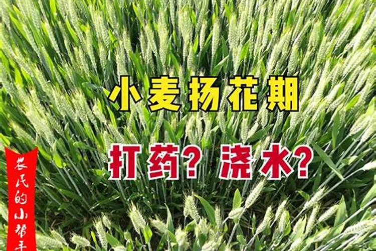 小麦叶面肥什么时候打效果好