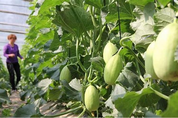 四季玫瑰花什么时候修剪比较好 四季玫瑰花的修剪时间