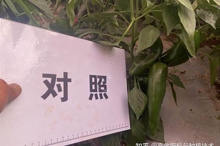 青椒落花、落果影响产量,青椒落花、落果该怎么办？