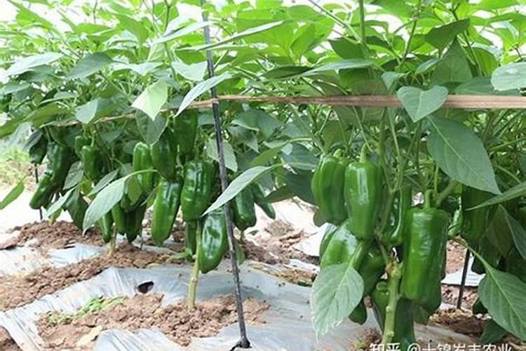 青椒的叶子发生卷曲,有可能是什么病,怎么防治？