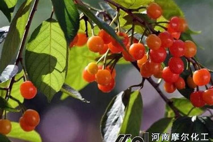 大樱桃什么时间喷洒叶面肥？