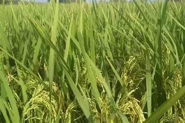 芸苔素内酯有什么应用？ 水稻病虫害稻瘟病详细介绍