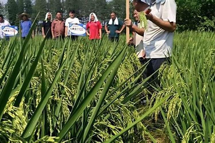 钾肥是什么肥料做成 钾肥有哪几种,主要有哪些种类