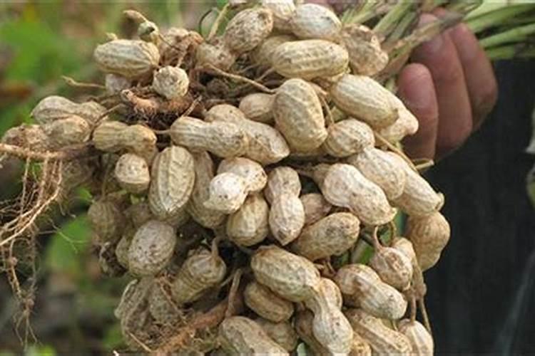 花生叶面肥用什么高产 什么时候施肥好
