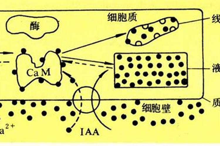 钙肥是什么