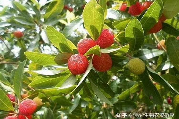 ...膨果时期能增加种子的饱满度吗 硼肥怎么施效果好