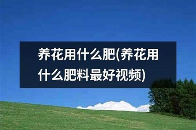 长寿花什么时候施化肥 怎么施肥最好