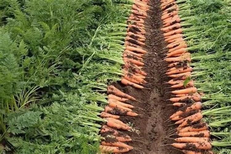 养花草用什么肥料好、绿植用什么肥料最好