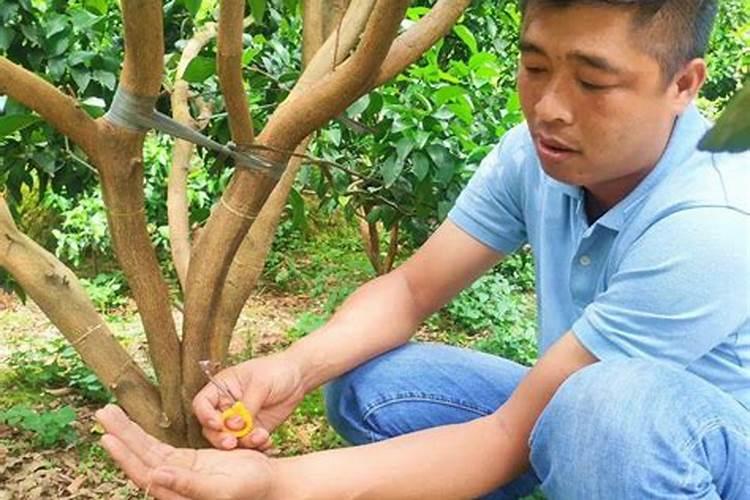 沙糖桔该几月份放钾肥 如何做好种植管理