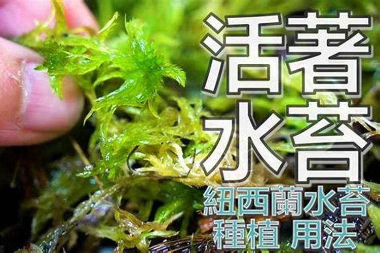 富贵竹没有根能养活吗