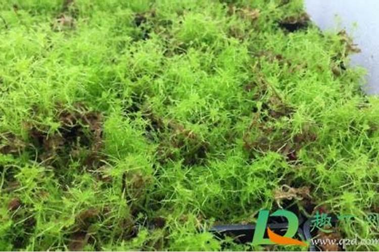 养盆地放水苔和陶粒哪个好