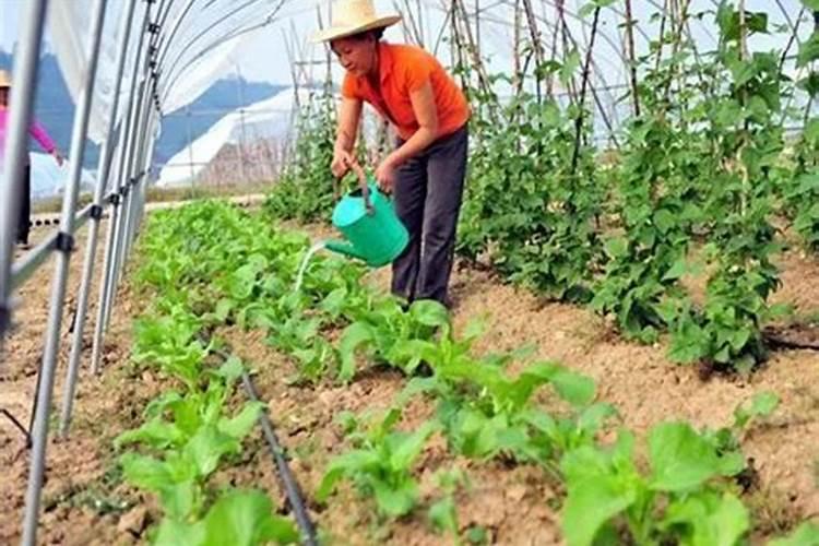水溶肥如何使用效果更好