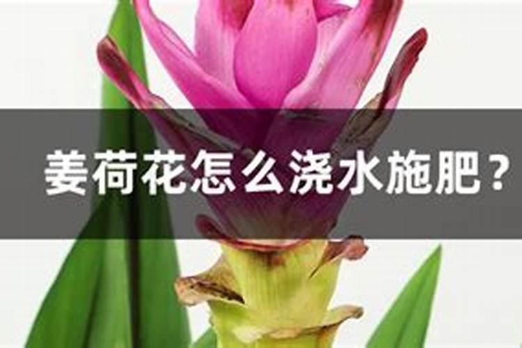 姜荷花花苞干枯是什么原因