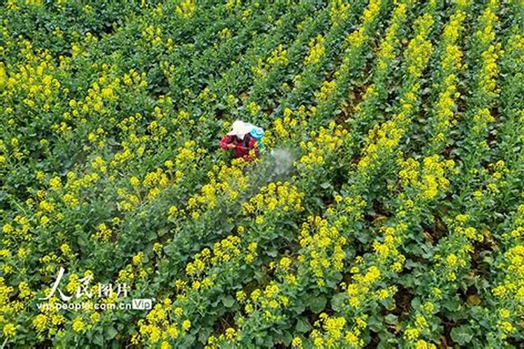 想要油菜高产,需要怎么施肥呢？施什么肥呢？
