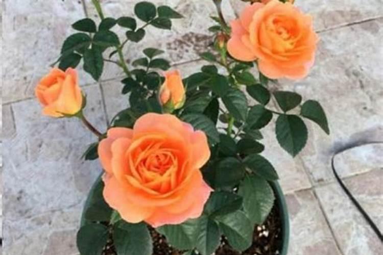 月季开花时如何施肥