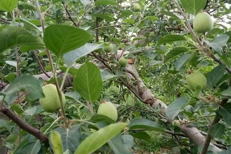 尿素喷施叶面肥按多少的比例兑水