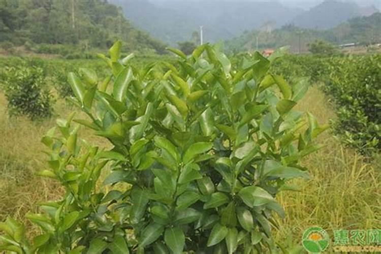 沙糖桔膨果用什么肥 如何施肥效果好