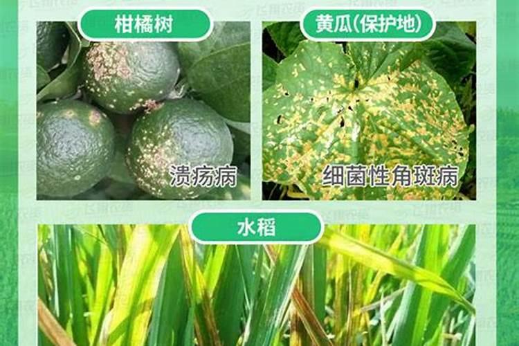 如何防治细菌性角斑病