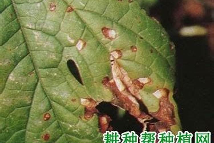 草莓角斑病怎么治