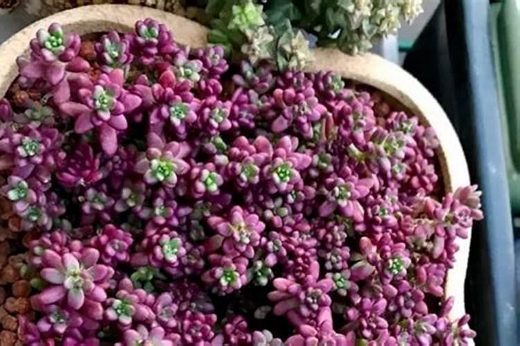 冬天适合养的多肉植物有哪些？