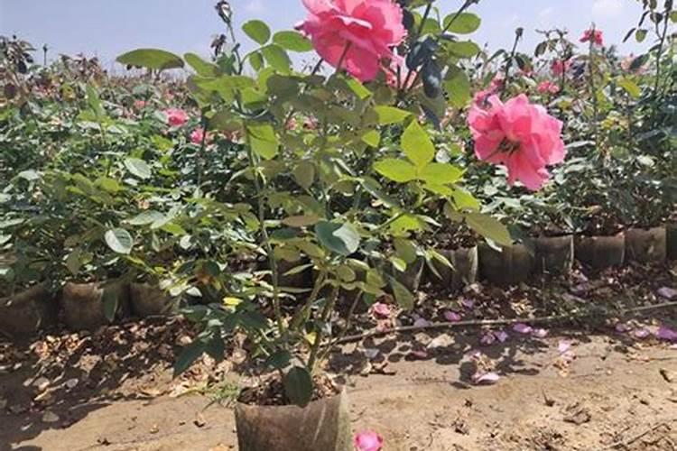 月季花开花能施肥吗月季花开花能否施肥