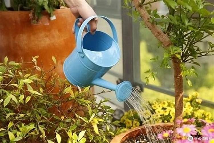 买的花肥可以掺在水里浇花吗