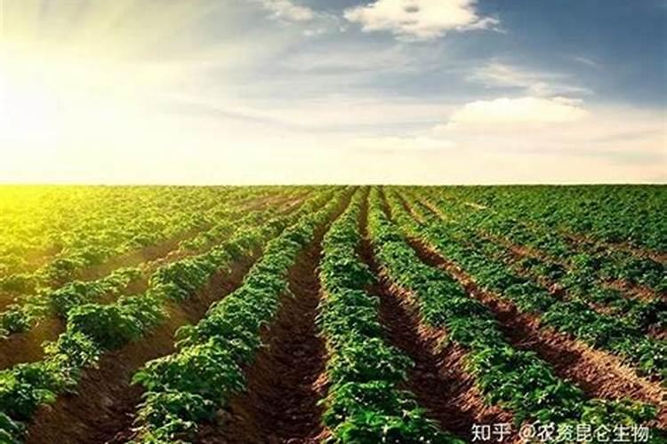 豆类喷施磷酸二氢钾什么时间最好？