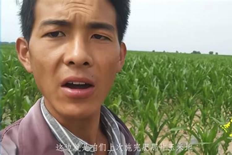 豆角生长期怎么浇水？如何提高豆角的产量？