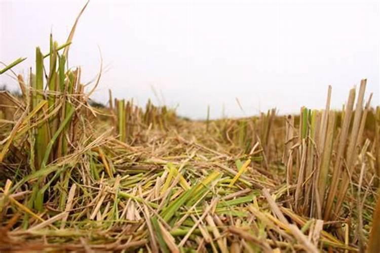 秸秆还田养殖技巧 秸秆还田怎么养殖