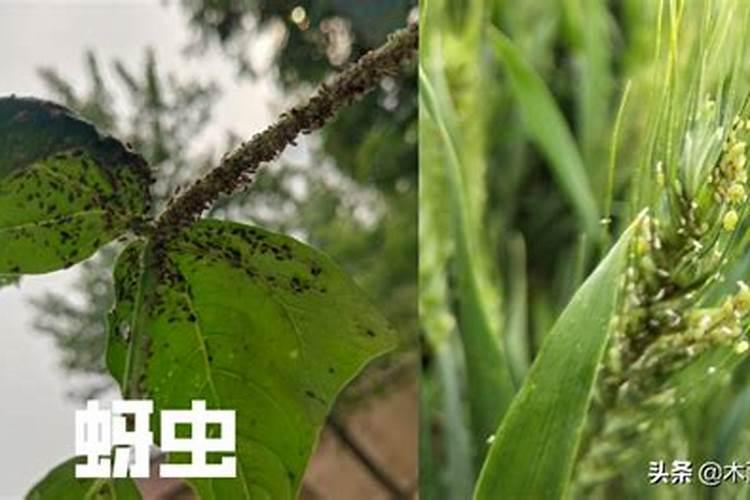 酶解鱼蛋白肥料功效
