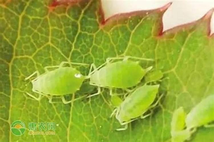 海藻肥和鱼蛋白肥哪个好 海藻肥的优缺点