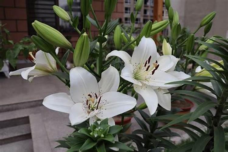 百合种球怎么种植方法