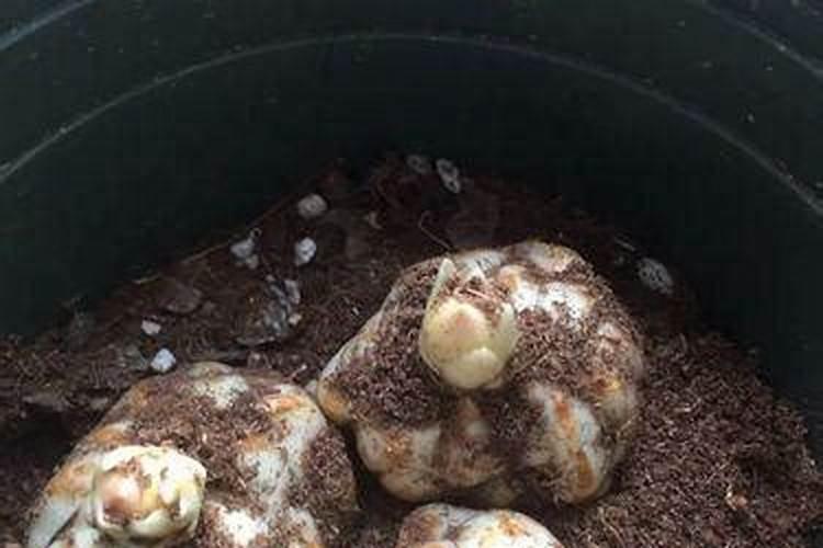 百合种球怎么养长的好