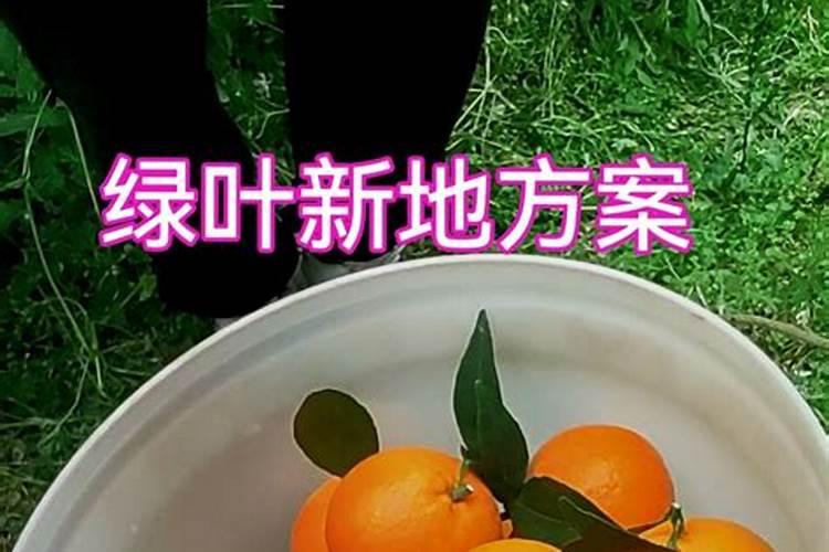 沃柑用什么肥料最好