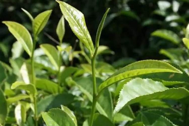 茶叶叶面肥催芽肥的正确使用