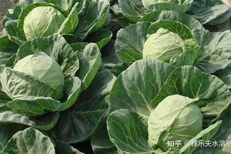 腐植酸肥料的作用和使用方法