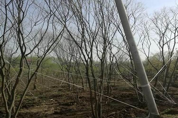 朴树的施肥方法及时间简单介绍 朴树的施肥方法及时间