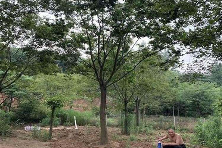 朴树的施肥方法及时间 朴树的施肥方法及时间简单介绍
