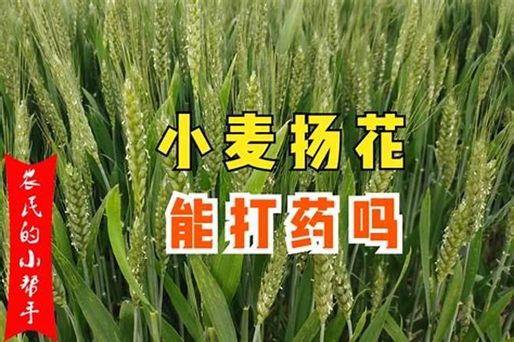 高粱扬花期喷农药,会对高粱有什么影响吗