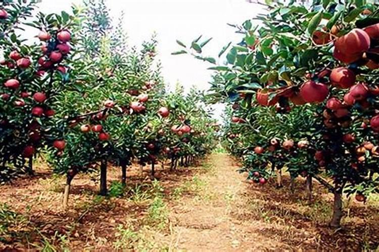在果树生产上常用的化学肥料分为哪些种类