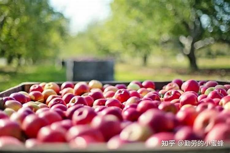 水果玉米施什么肥最好