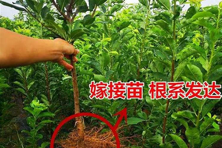 叶面肥厂家哪个做的最好？