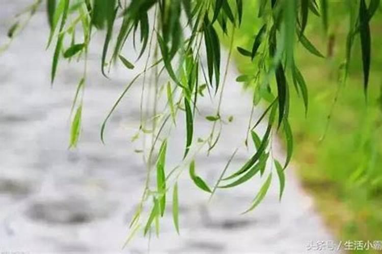 柳树枝泡水浇兰花方法 柳树枝如何泡水浇兰花