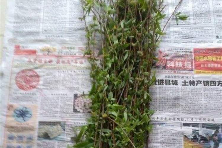 如何用柳叶制作成营养土？后期该如何养护？