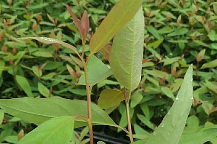 桉树种植多久能施肥